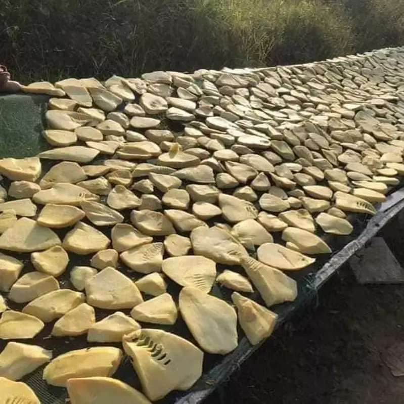 Măng Lưỡi Lơn Tây Bắc