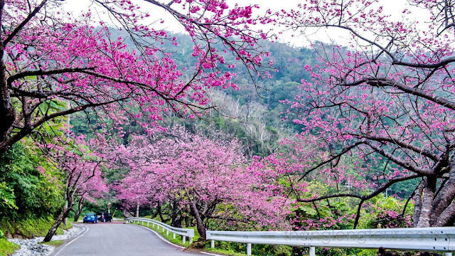 Hoa anh đào ở Okinawa Nhật Bản