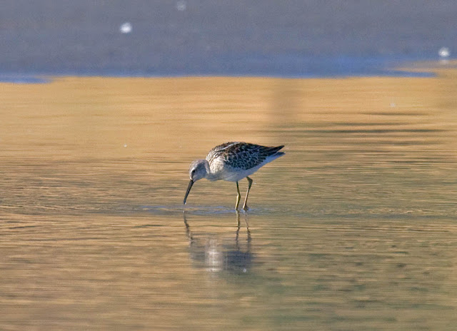 Stilt Sandpiper