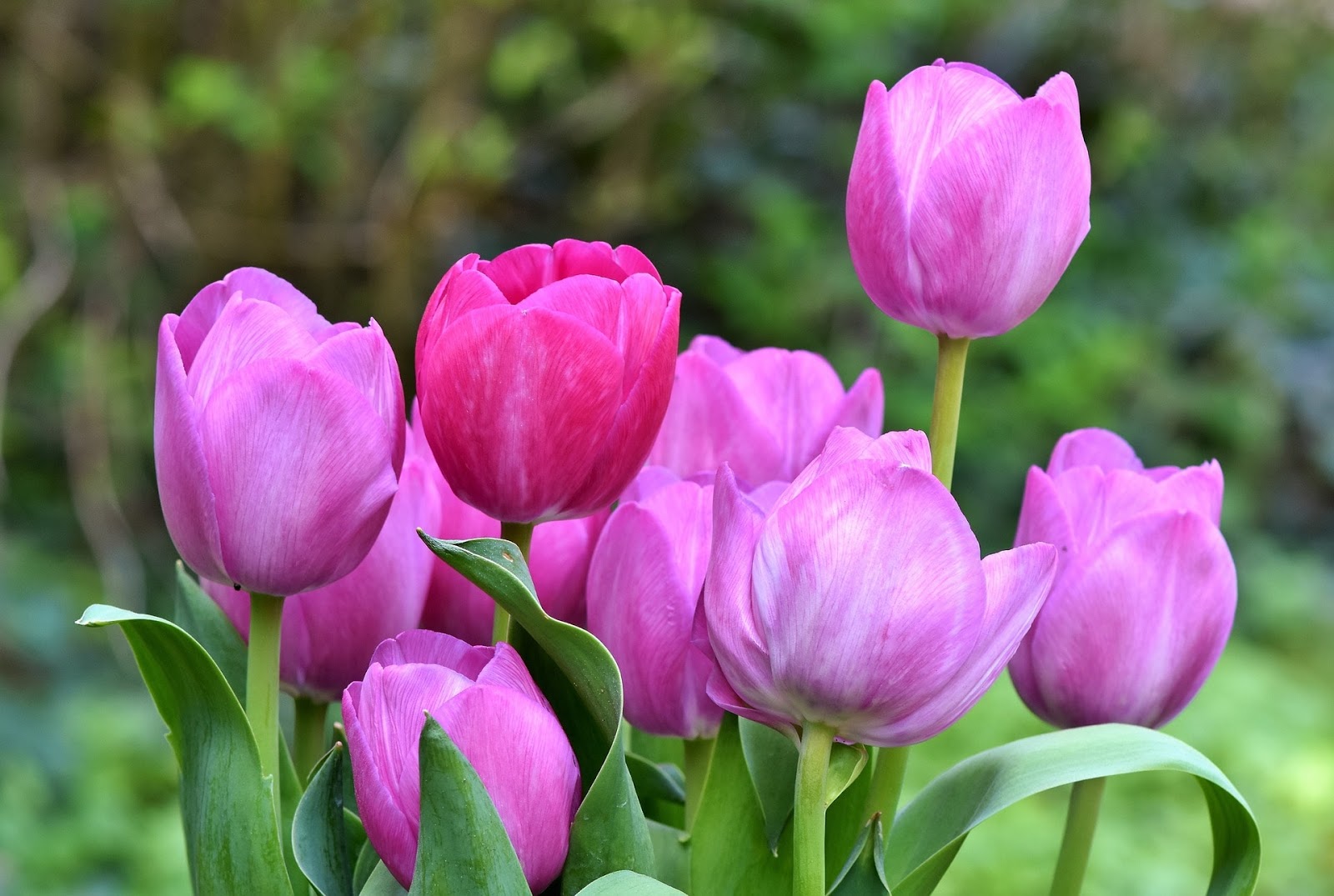 12 Gambar Bunga Tulip Indah Alami Gambar Indah