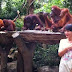 New Ways to Enjoying Singapore, Breakfast Together with Orangutan