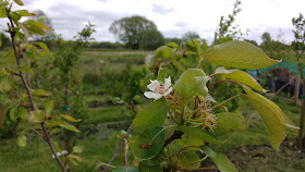 allotment growing in May