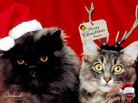 xmas cats pictures
