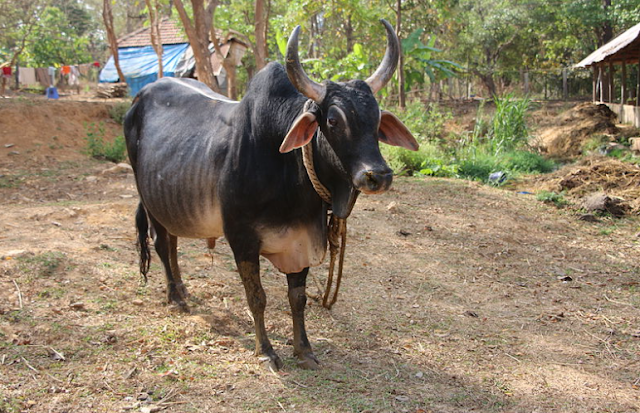 গরুর ছবি