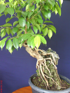 3 Cara Membuat Bonsai On The Rock