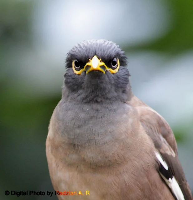 Common Myna Penetrative Vision