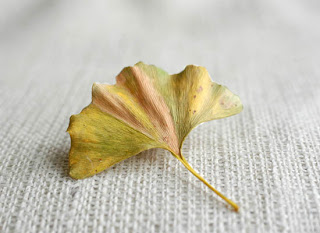 Ginkgo yellow leaf