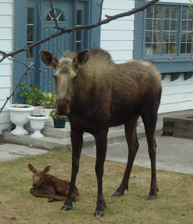 the moose and her baby in front of house