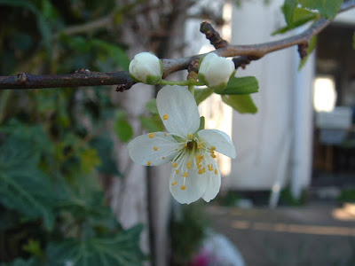 Photo close up of a plum blossom with a house in the background