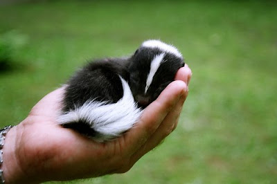 Cute Baby Skunk - Pinky!
