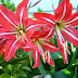  Beautiful Lilies for Your Home Garden 