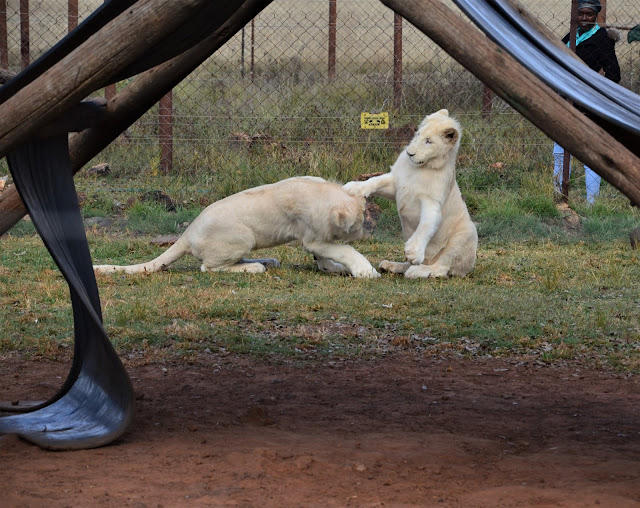 Rhino and Lion Nature Reserve #PhotoYatra #TheLifesWayCaptures