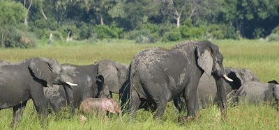 Awesome pink baby elephant has been caught on camera in Africa Seen On www.coolpicturegallery.net