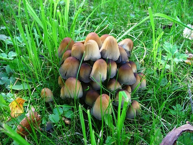 Coprinellus micaceus