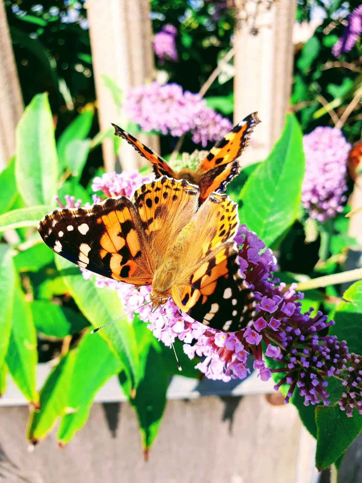 Learn About Butterflies Day And An Orange Dress To Match