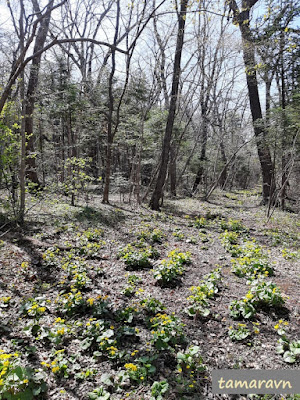 Калужница лесная (Caltha silvestris)