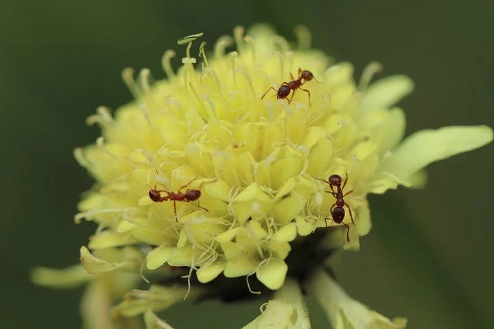 Hormigas en una flor