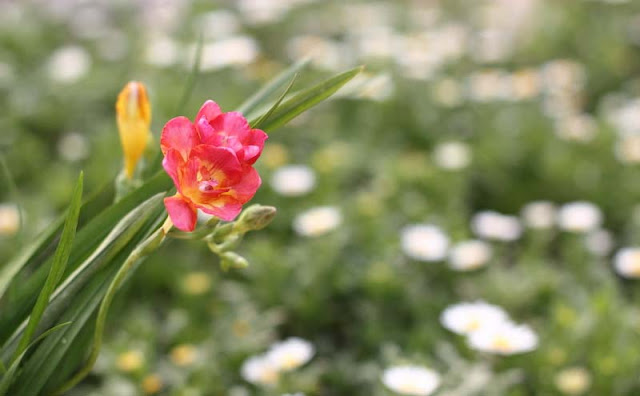 Freesia Flowers Pictures