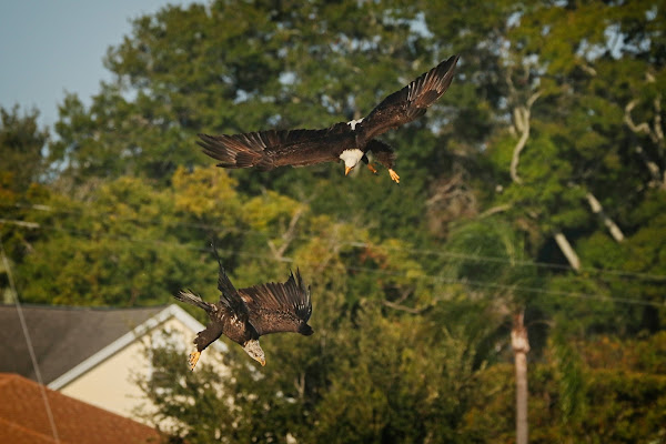 Bald eagles fighting.