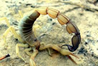 Yellow Fat-tailed scorpion, Androctonus australis