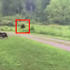 Yorkie Saves Man From Bigfoot?