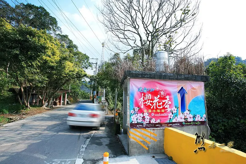 [三峽私房賞櫻景點] 天上人間建安131櫻花園~三峽安坑里獅子頭山櫻花