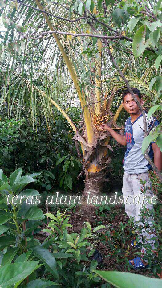 TERAS ALAM: pohon kelapa gading  jual pohon kelapa gading 