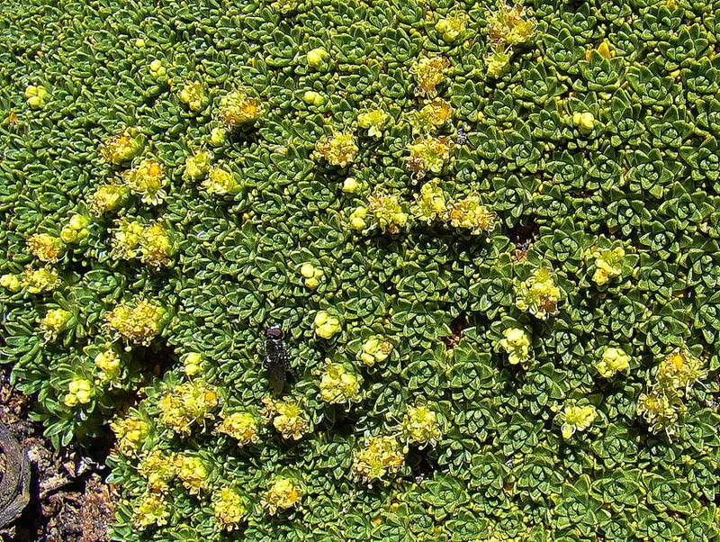 Azorella compacta is a flowering plant in the family Apiaceae native to South America.