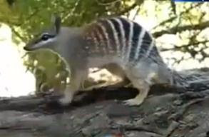 foto numbat