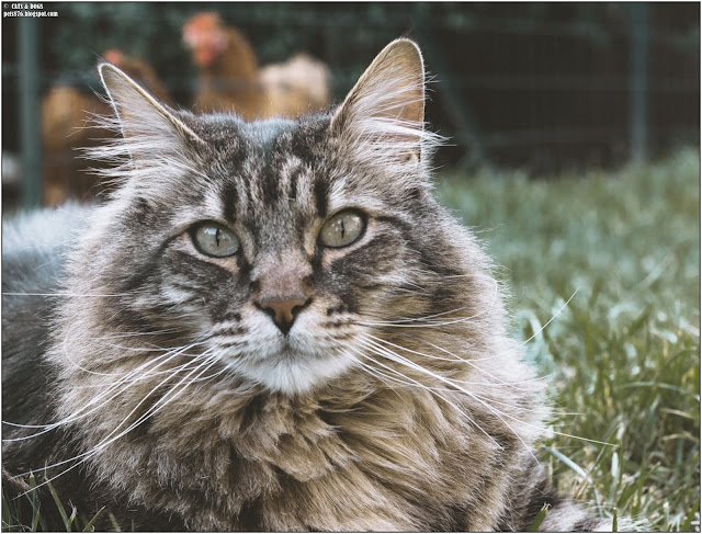 siberian cat