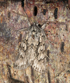 Early Grey, Xylocampa areola.  Noctuid.  Caught in my moth trap in Hayes on 7 April 2012.  flight: March-May.  Food: Wild and cultivated Honeysuckles.