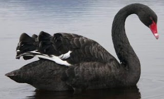 Cisne negro de perfil