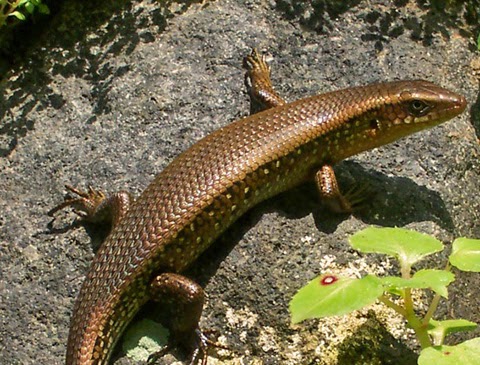  Hewan  Reptil  dengan  Indera Peka Dunia Afrina