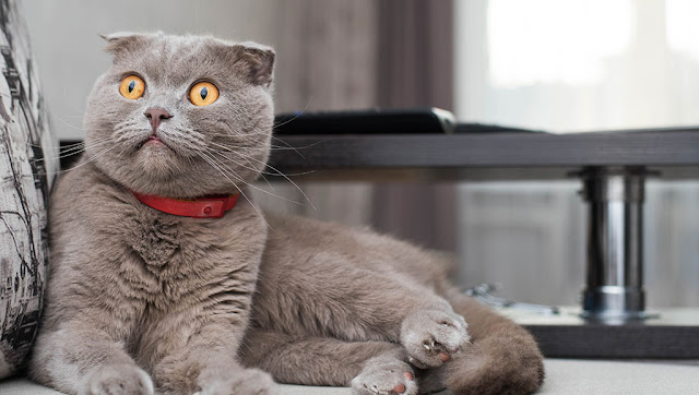 10 of the Most Unique Cat Breeds in the World