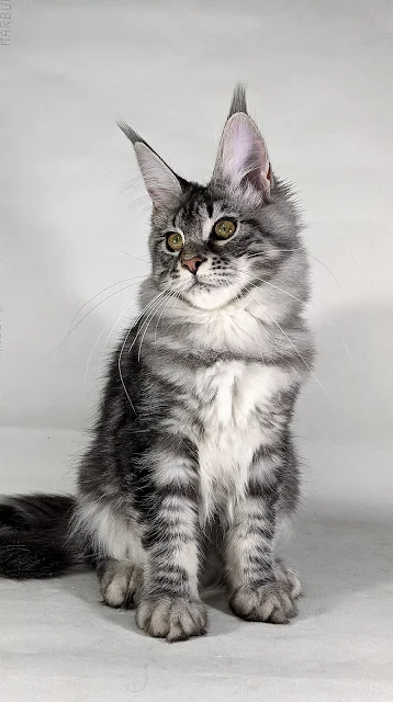 Black silver classic tabby Maine Coon