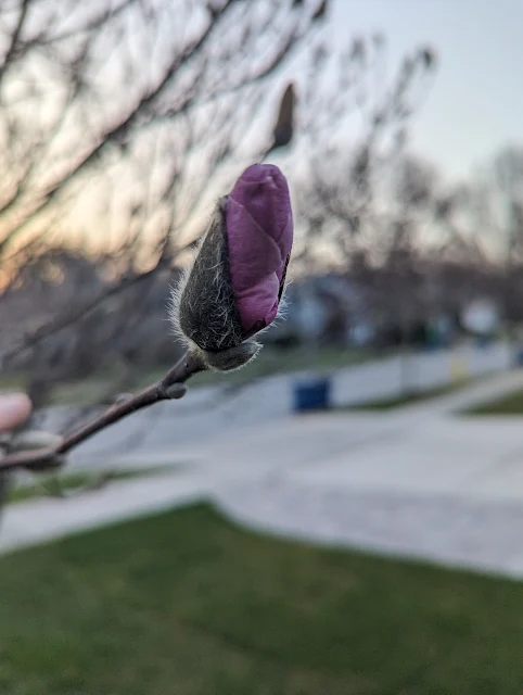 Saucer Magnolia Flower Buds Emerge from Wooly Buds in late Winter in Zone 6a