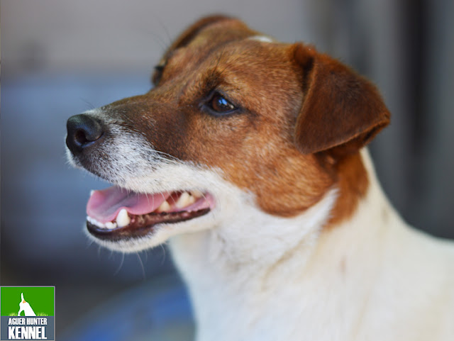 Criadero de Jack Russell Terrier Aguer Hunter