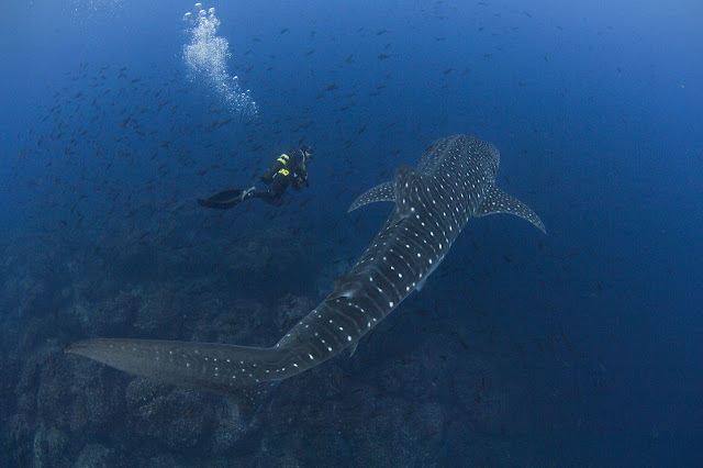 Divers Dwarfed by Whales And Sharks Seen On www.coolpicturegallery.us