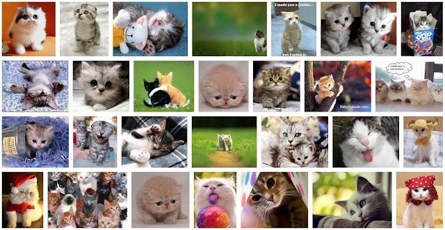 Fenomena Dunia: Kumpulan Gambar Kucing Cute Lucu ( Cutie Cat )