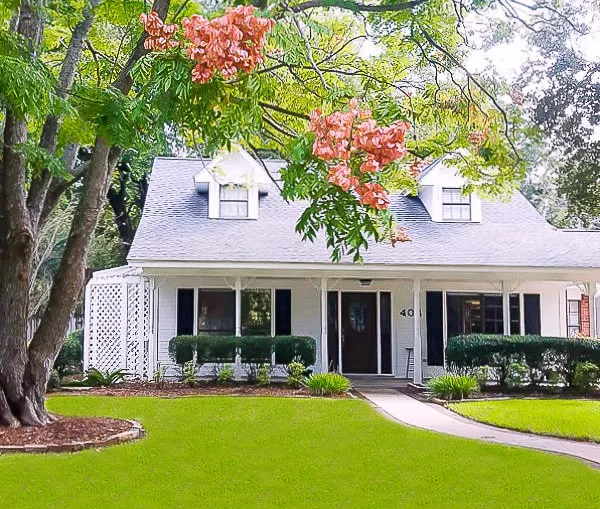 golden raintree blooming in yard of white cape cod style home