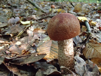 Leccinum quercinum koźlarz dębowy