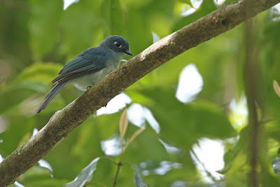 Cerulean paradise Flycatcher