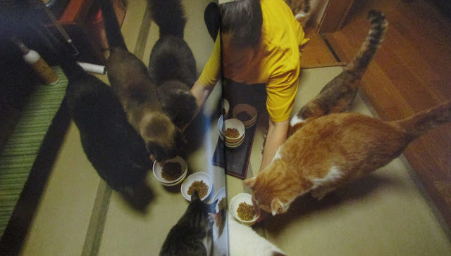 cat cafe Japan Catland feeding cats bowls food chow