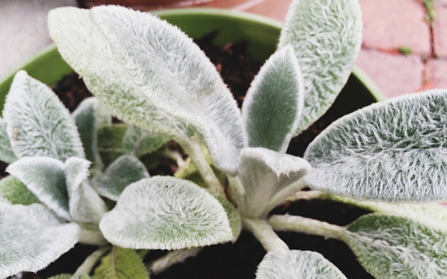 potted lambs ear
