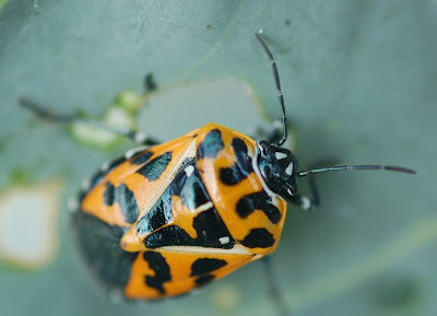 Harlequin bug, adult