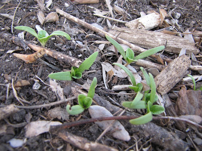 Now that I have larkspur going in the front I dug out most of the ones 