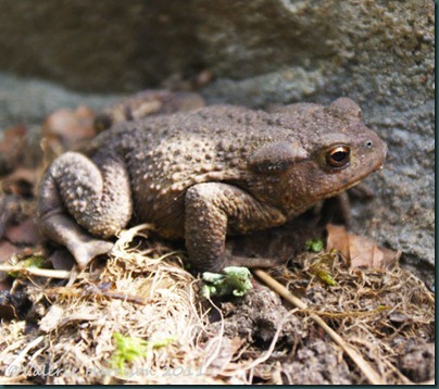 10 toad