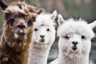 alpacas 3 - chris martin photography