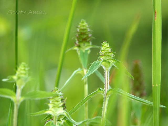 Prunella vulgaris