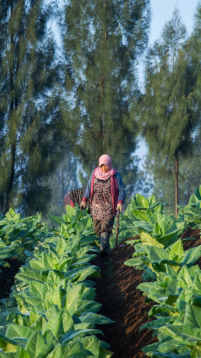 2023, Alokasi Dana Bagi Hasil Cukai Hasil Tembakau Meningkat 3%, Jadi Rp6,5 Triliun